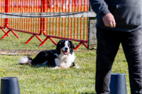 Dog Obedience Show at Stonham Barns