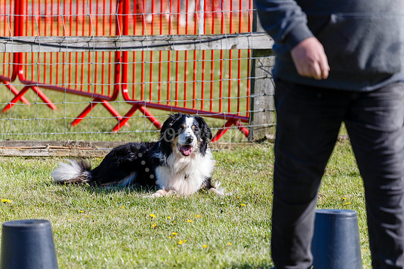 Dog Obedience Show at Stonham Barns
