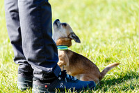 Dog Obedience Show at Stonham Barns