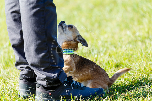Dog Obedience Show at Stonham Barns