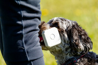 Dog Obedience Show at Stonham Barns