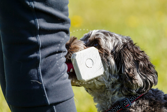 Dog Obedience Show at Stonham Barns
