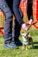 Dog Obedience Show at Stonham Barns