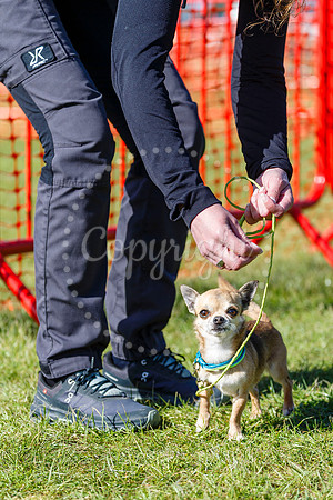 Dog Obedience Show at Stonham Barns
