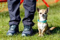 Dog Obedience Show at Stonham Barns