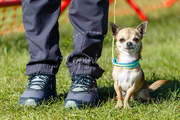 Dog Obedience Show at Stonham Barns