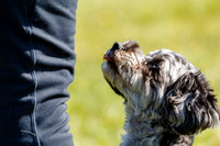 Dog Obedience Show at Stonham Barns