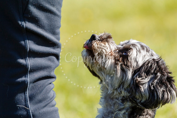 Dog Obedience Show at Stonham Barns