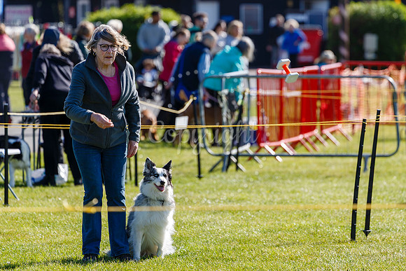 Dog Obedience Show at Stonham Barns