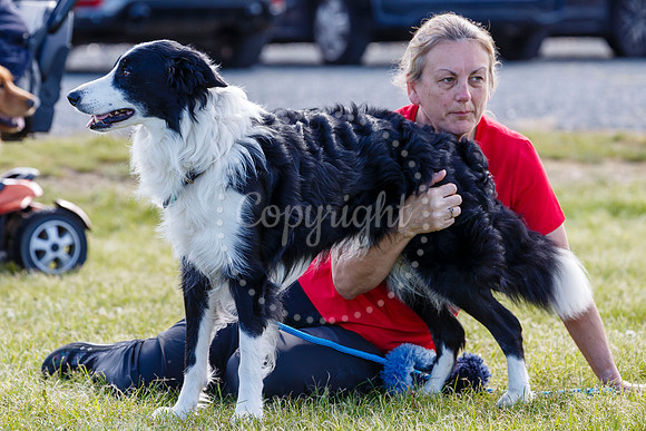Dog Obedience Show at Stonham Barns