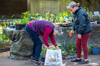 NJ Duck Pond, Ducks Lane, ExningPlant sale to raise funds for N
