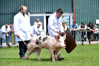 Nottingham County Show