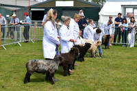 Nottingham County Show