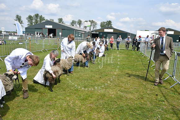 Nottingham County Show