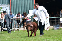 Nottingham County Show