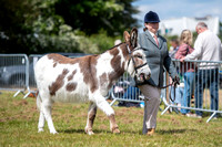 SFP Holbecks Park, Hadleigh, Suffolk,187th Hadleigh Show. Pictu