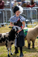 SFP Holbecks Park, Hadleigh, Suffolk,187th Hadleigh Show. Pictu