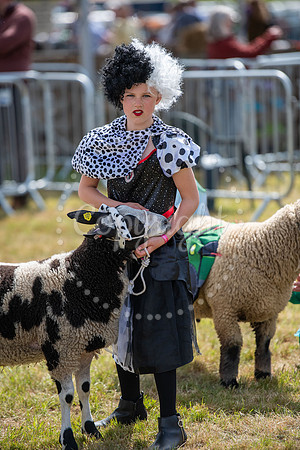 SFP Holbecks Park, Hadleigh, Suffolk,187th Hadleigh Show. Pictu