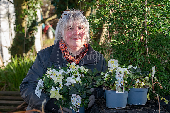 BFP Yvonne Harbutt at Rougham Hall Nurseries, Bury Road, Bury St