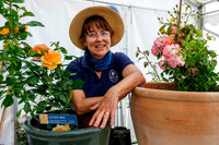 Peter Beales Rose Festival