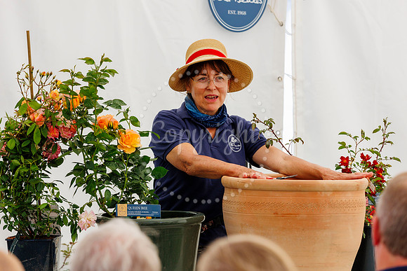 Peter Beales Rose Festival