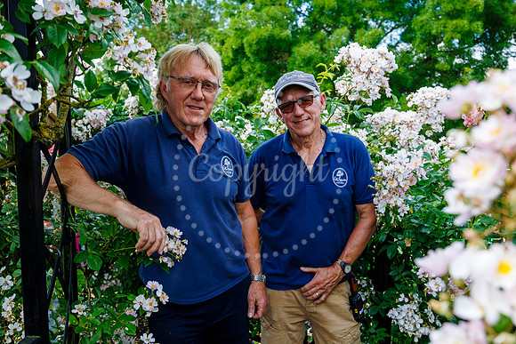 Peter Beales Rose Festival