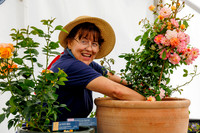 Peter Beales Rose Festival