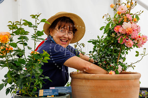 Peter Beales Rose Festival