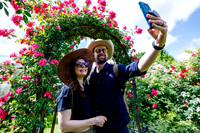 Peter Beales Rose Festival