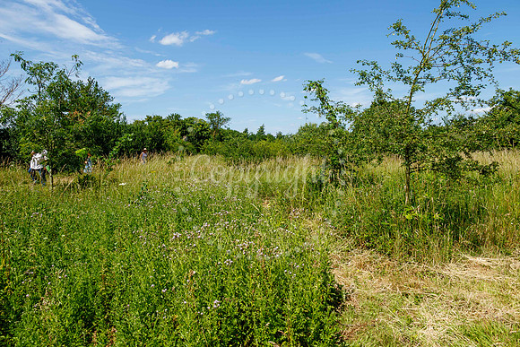 Opening of Dove Meadow