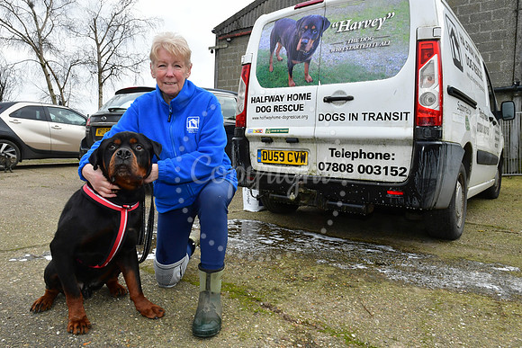 Halfway Home Dog Rescue, closing due to owner retiring