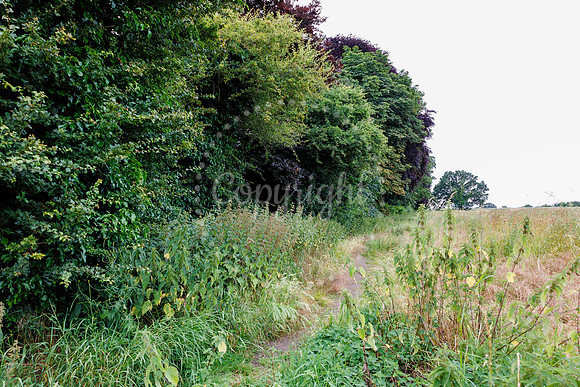 Diss Containimated Land