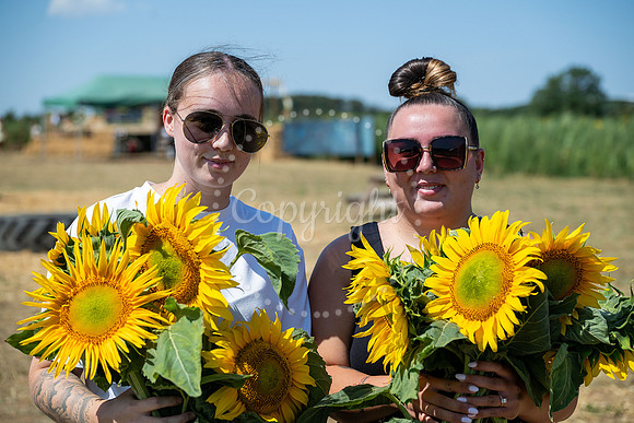 BFP Rougham Estate Sunflower field. Picture Mark Westley