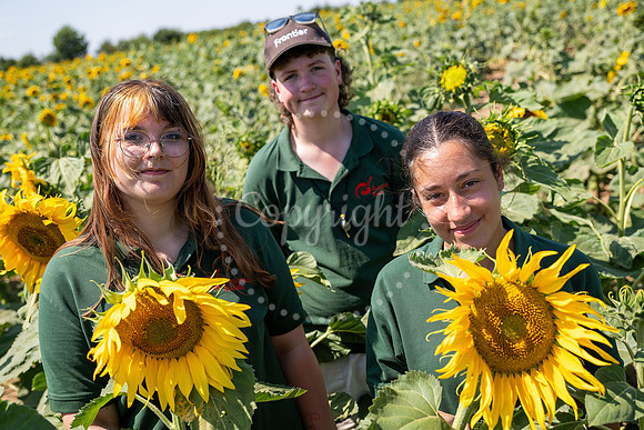 BFP Rougham Estate Sunflower field. Picture Mark Westley