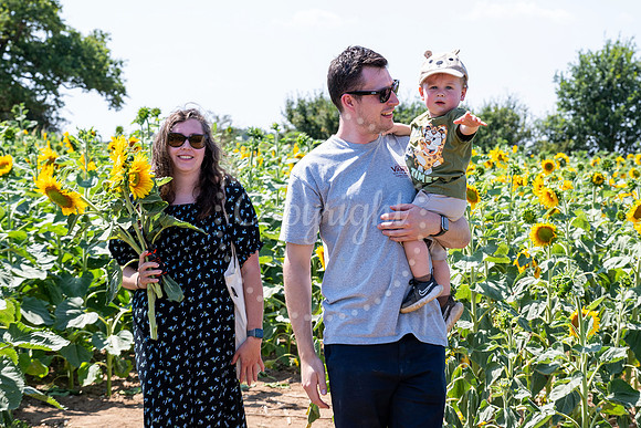 BFP Rougham Estate Sunflower field. Picture Mark Westley
