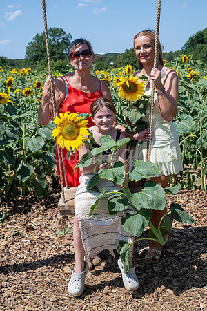 BFP Rougham Estate Sunflower field. Picture Mark Westley