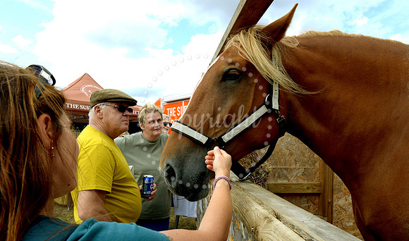 Suffolk Horse Society Spectacular