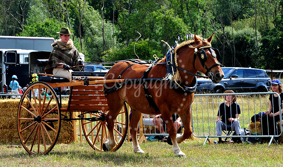 Suffolk Horse Society Spectacular