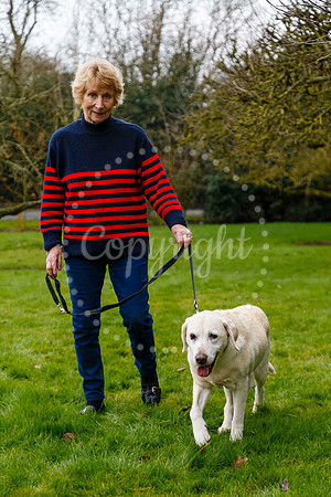 Daisy the Labrador