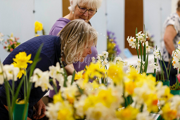 Diss and District Horticultural Society Spring Flower Show