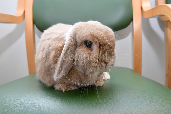 Pet of the Year competition winners