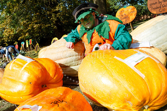 Soham Pumpkin Fair
