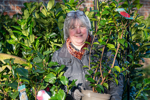 BFP Yvonne Harbutt at Rougham Hall Nurseries, Bury Road, Bury St