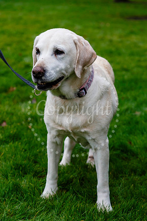 Daisy the Labrador