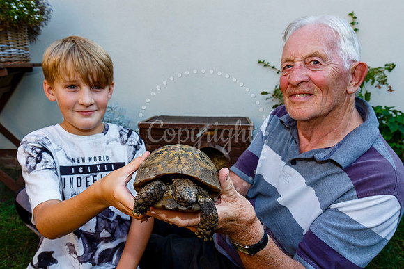 Daisy the male tortoise which escaped from his family home in Oc