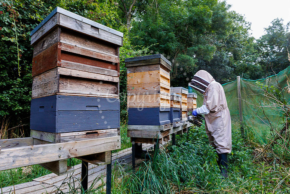 Starston Community Bee Group is celebrating 10 years