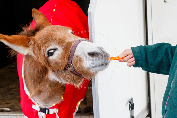 Visit Harleston’s festive day held on the Market Place in the