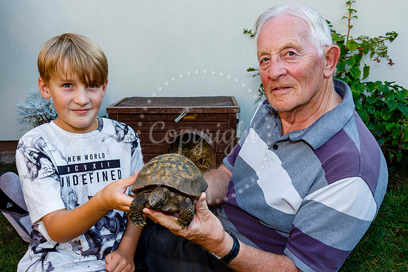 Daisy the male tortoise which escaped from his family home in Oc