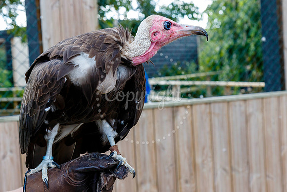Vultures at Suffolk Owl Sanctuary