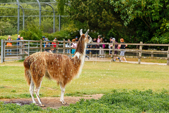 Run Banham Zoo 5K Race